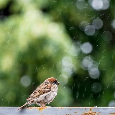 Pas bedst muligt på naturen på din ferie i sommerhuset